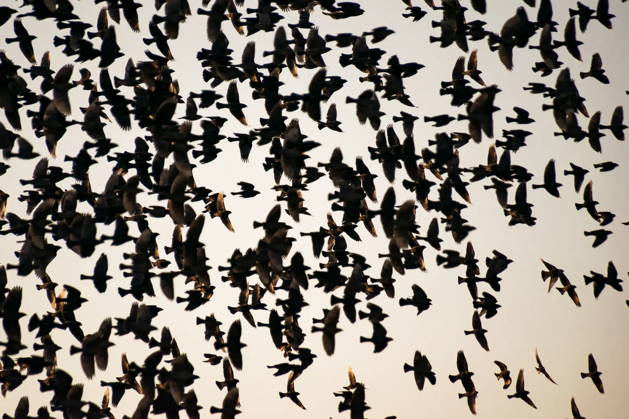 Susurrus, chimney swifts, Wisconsin. 2018.